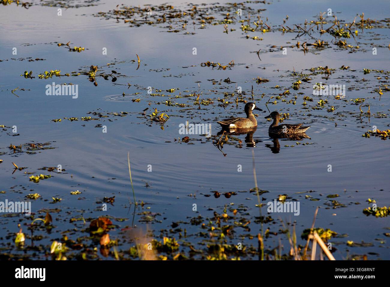 Enten schwimmen im Wasser im Orlando Wetlands Park in Christmas, Florida, am 17. März 2021. (Foto: Patrick Connolly/Orlando Sentinel/TNS/SIPA USA) Stockfoto
