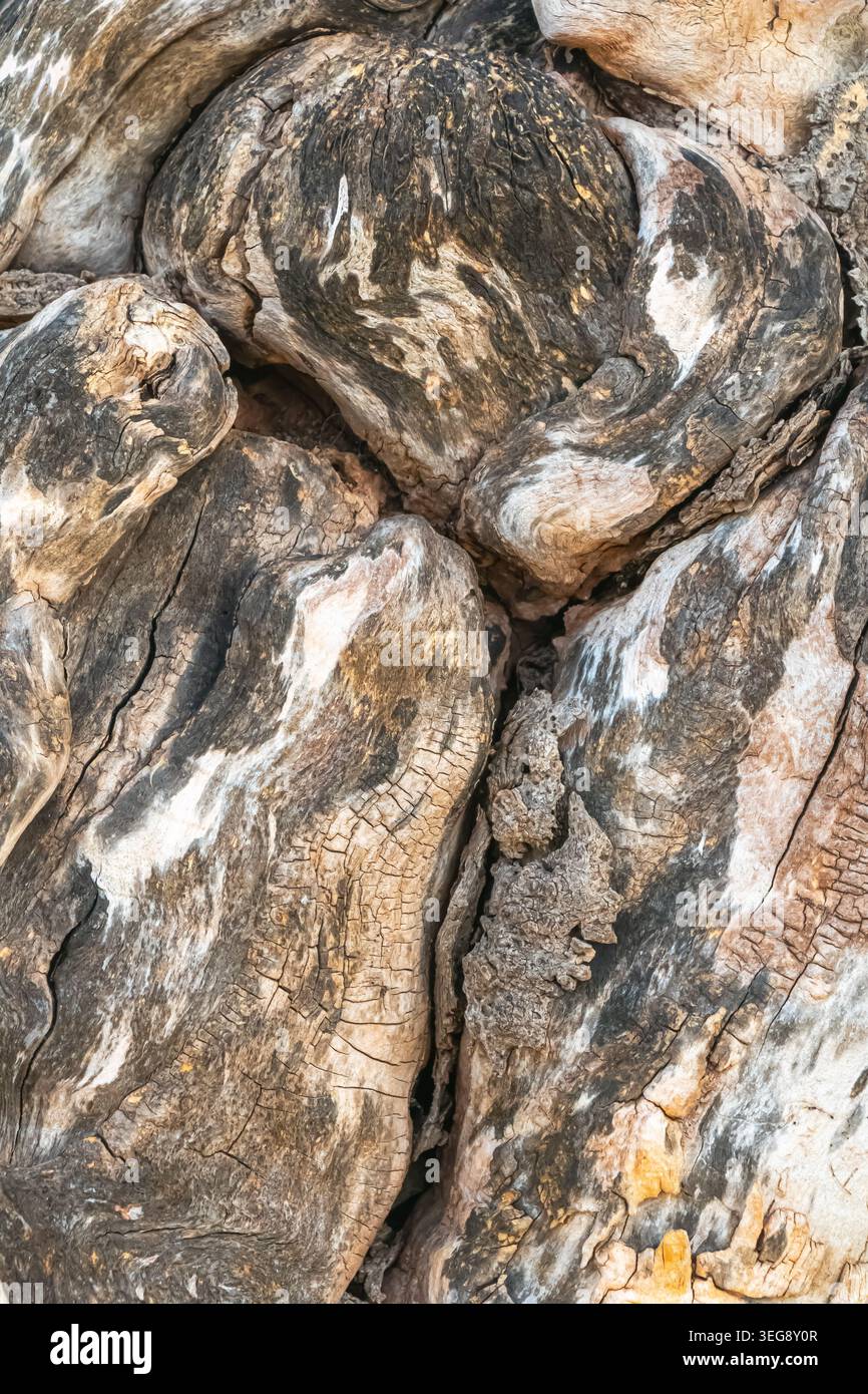 Nahaufnahme der verwitterten Baumrinde mit verdrehten Holzformationen, gebrochener organischer Textur und natürlichen Alterungsmustern in neutralen Erdtönen. Stockfoto