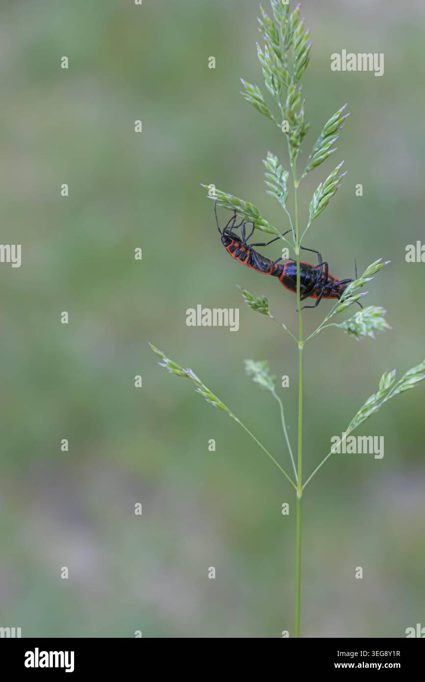 Makroaufnahme von zwei roten und schwarzen Feuerwanzen, die sich auf einem zarten Wildgrasstamm vor einem weichen, grünen, verschwommenen Hintergrund bei natürlichem Tageslicht paaren Stockfoto