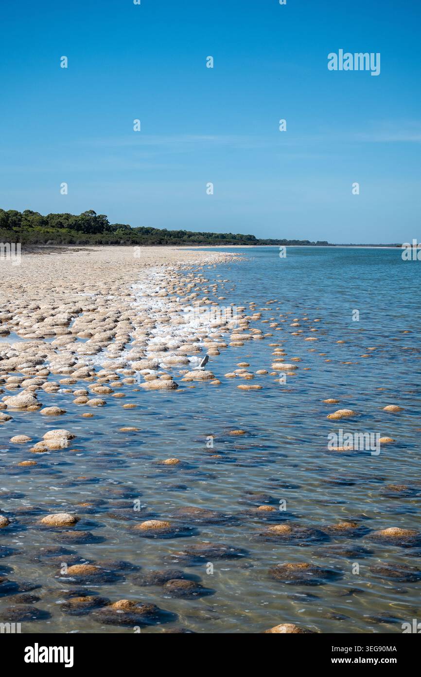 Hunderte von alten Thrombolith-Felsformationen verstreut über das flache türkisfarbene Wasser einer ruhigen Küstenlagune am Lake Clifton in Western Aust Stockfoto
