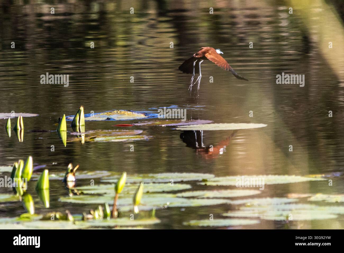 Ein afrikanisches Jacana (Actophilornis africanus), das von Lilienpads auf einem Damm im Mbuluzi Game Reserve in Eswatini geflogen ist Stockfoto