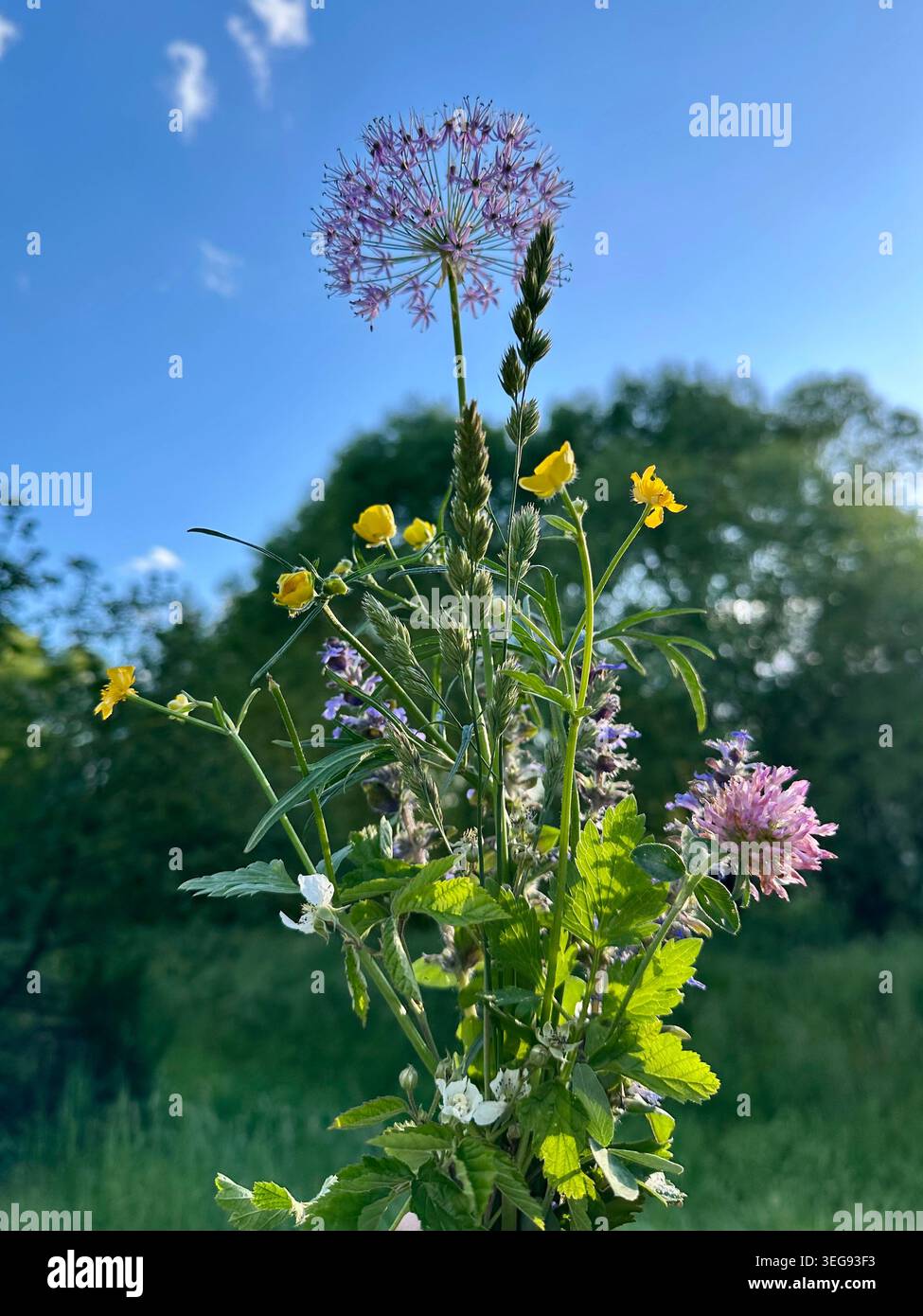 Wilde Wiesenblumen mit Allium, Rotklee, Butterblume und Bugel vor blauem Himmel, Sommer Wildblumen aus niedrigem Winkel - Smartphone-aufgenommenes Stockfoto