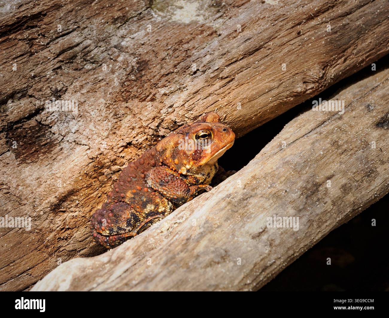 Amerikanische Kröte (Anaxyrus americanus), die tagsüber in einem Wald in einer natürlichen Umgebung sitzt, Chapman State Park, MD Stockfoto