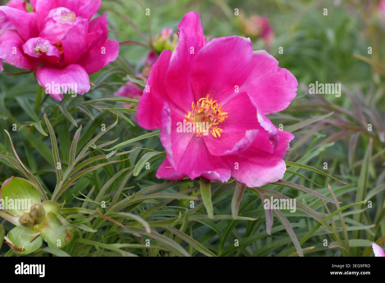 Pfingstrosen. Fernblatt Pfingstrose. Paeonia tenuifolia. Früh blühende Pfingstrosenpflanze mit hellrosa Blüten in einem Frühlingsrand. UK. Mai Stockfoto