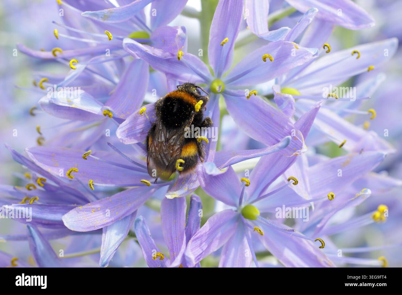 Biene auf blauer Blume. Hummel auf Camassia Electra blauer Blumenspitze im Frühling. Camassia leichtlinii subsp. Suksdorfii 'Electra'. UK Stockfoto