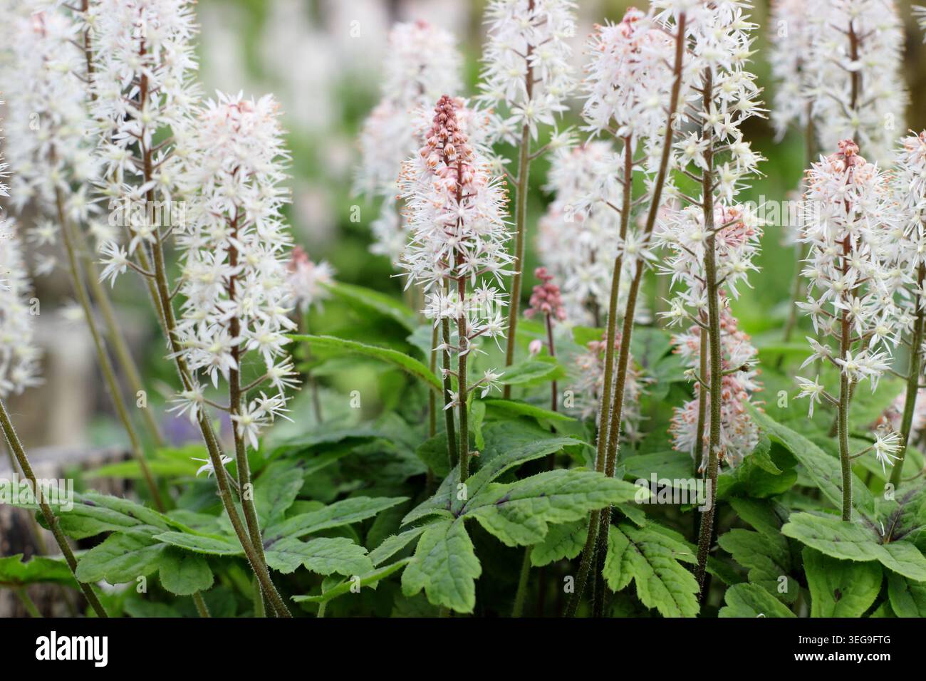 Tiarella „Spring Symphony“-Schaumblume, krautige, mehrjährige Bodenbedeckung mit rosafarbenen weißen Blütenspitzen in einem Frühlingsgartenrand. UK. Mai Stockfoto