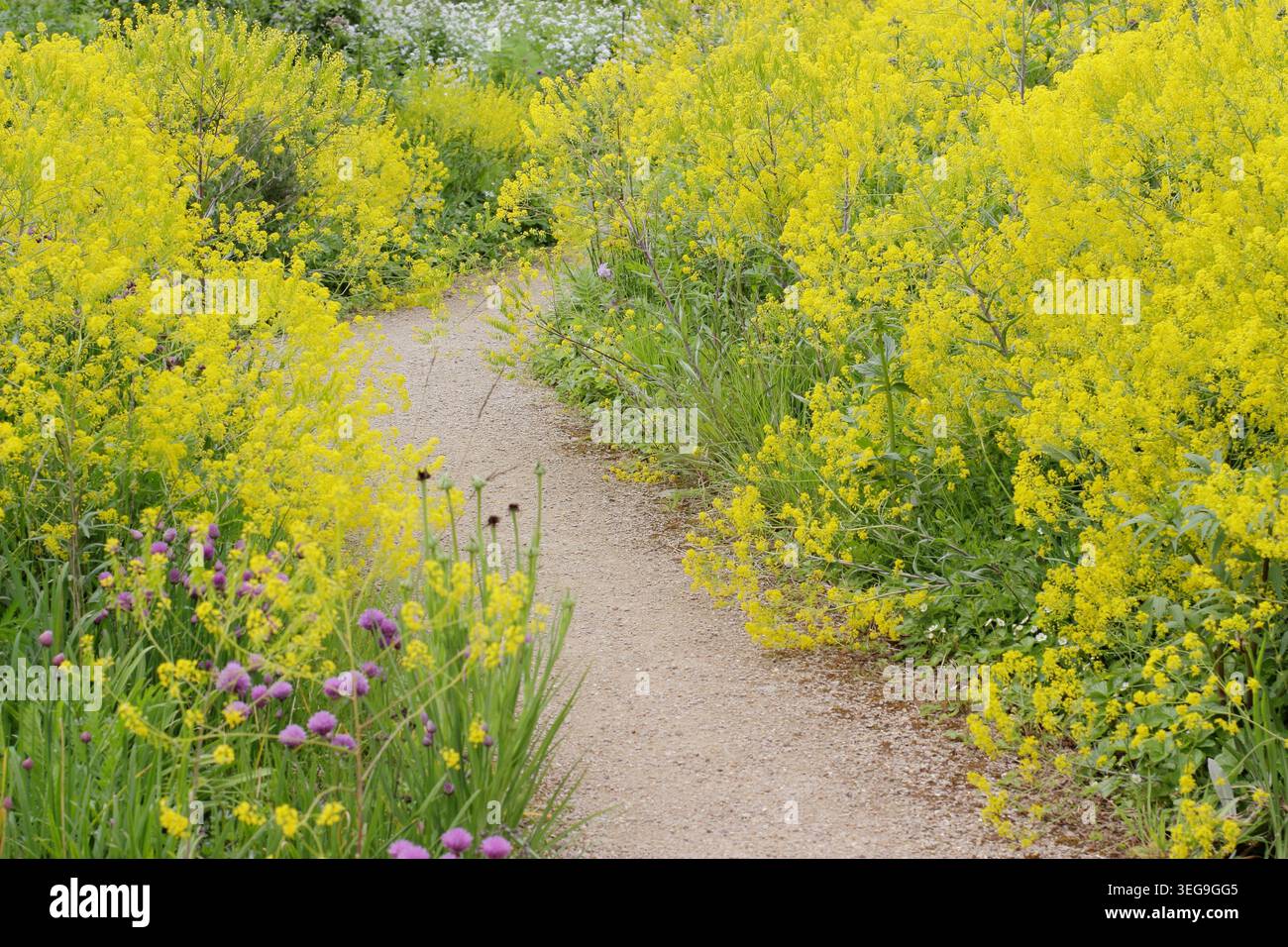 Wollblumen. Isatis tinctoria, zweijährliche Kraut, Färberei, grenzt an einen Gartenweg. UK Stockfoto