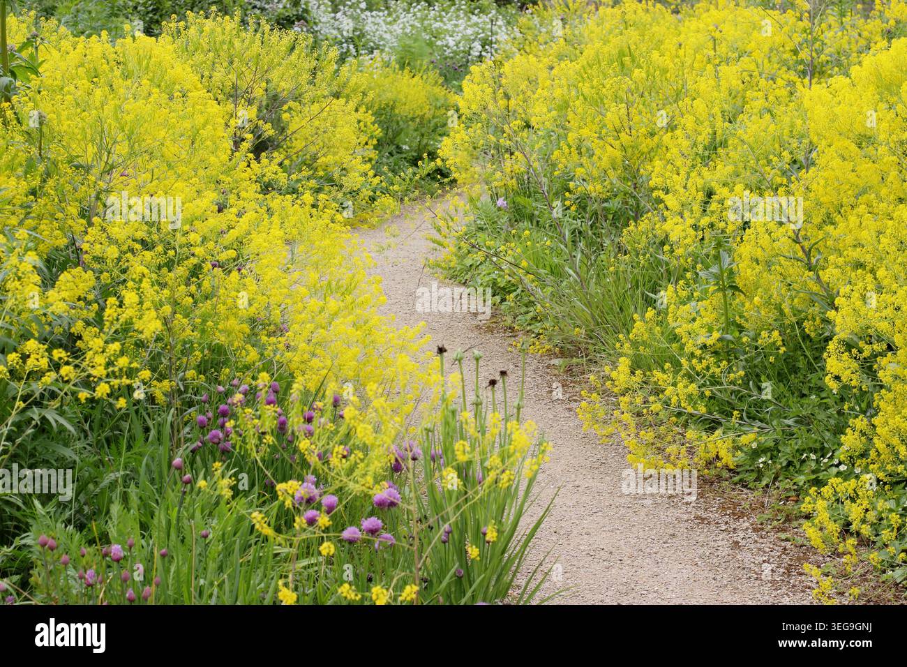 Wollblumen. Isatis tinctoria, zweijährliche Kraut, Färberei, grenzt an einen Gartenweg. UK Stockfoto