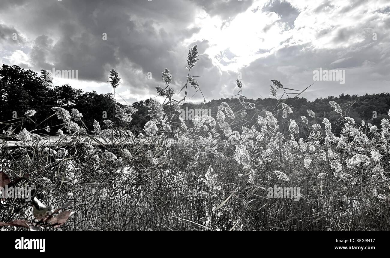 Phragmites grenzt an den Cliff Pond im Nickerson State Park, Brewster, Massachusetts Stockfoto