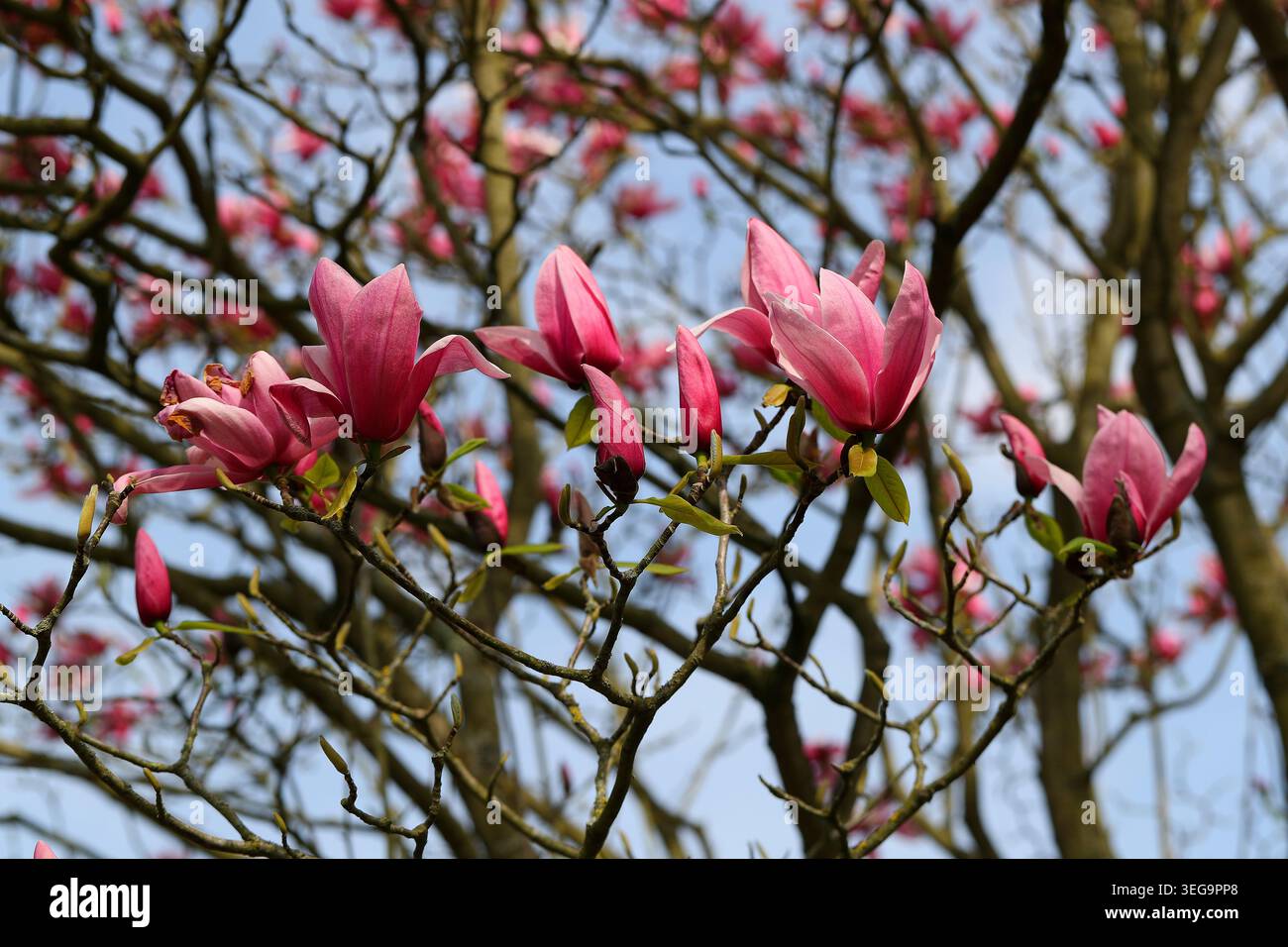 Magnolia 'Star Wars', Magnoliaceae. UK. Magnolia „Star Wars“ ist ein preisgekrönter Laub-Hybridbaum, der für seine großen rosa Blüten bekannt ist. Stockfoto