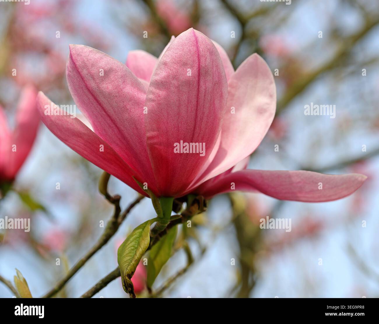 Magnolia 'Star Wars', Magnoliaceae. UK. Magnolia „Star Wars“ ist ein preisgekrönter Laub-Hybridbaum, der für seine großen rosa Blüten bekannt ist. Stockfoto