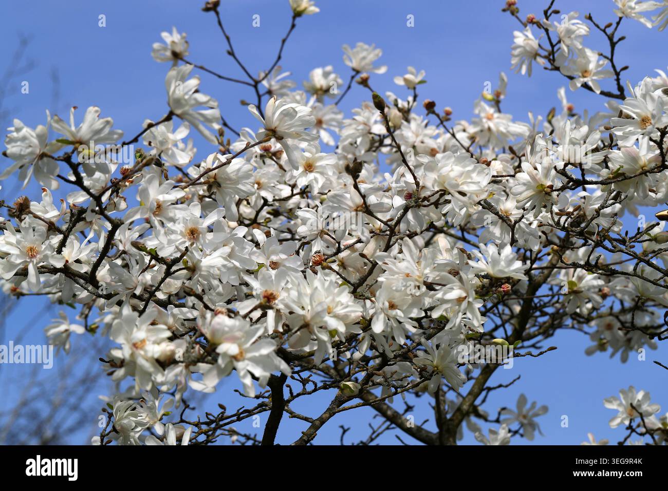 Magnolia stellata 'Two Stones', Magnoliaceae. Syn. Magnolia x loebneri „zwei Steine“ und Magnolia kobus „zwei Steine“. Stockfoto
