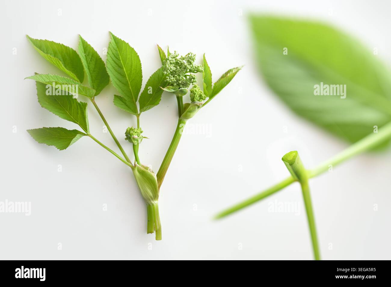 Gemahlener Holunder (Aegopodium podagraria), Pflanzenidentifikation, Blätter, Blütenstand kurz vor der Blüte und dreieckige Stängelform auf einem weißen Hintergras Stockfoto