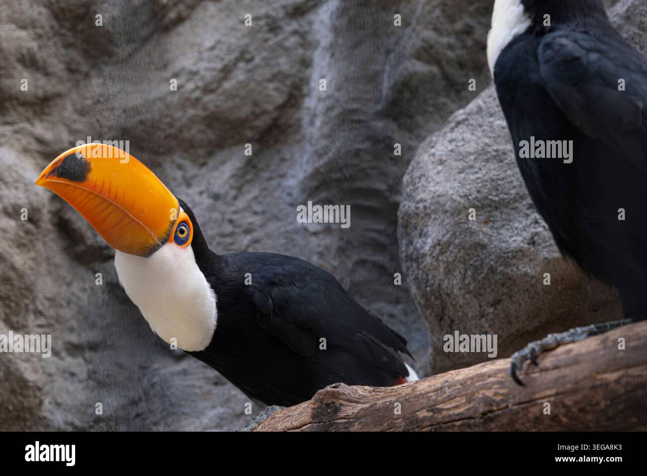Ein Paar Tukane auf einem Barsch in ihrer Voliere. Stockfoto