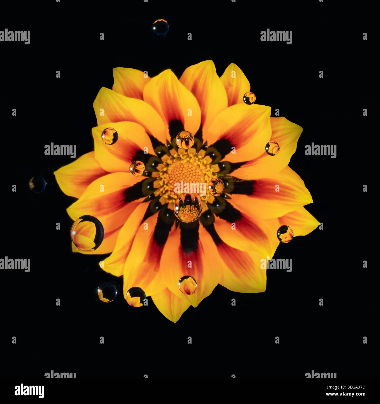 Top-down-Ansicht der Gazania-Blüte mit brechenden Wassertröpfchen Stockfoto