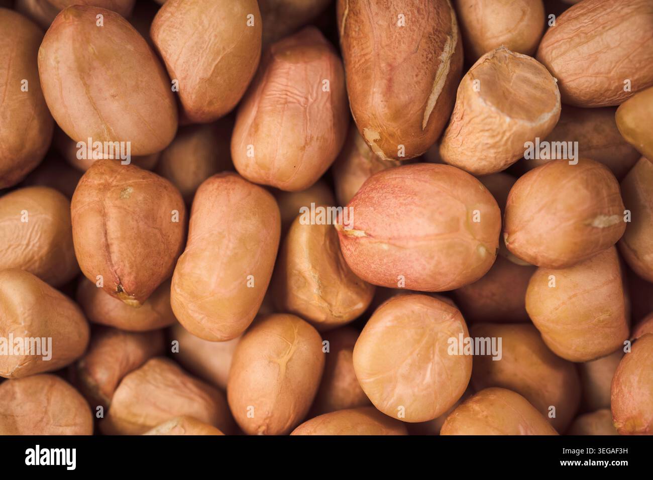 Close-up mit Muscheln Stockfoto