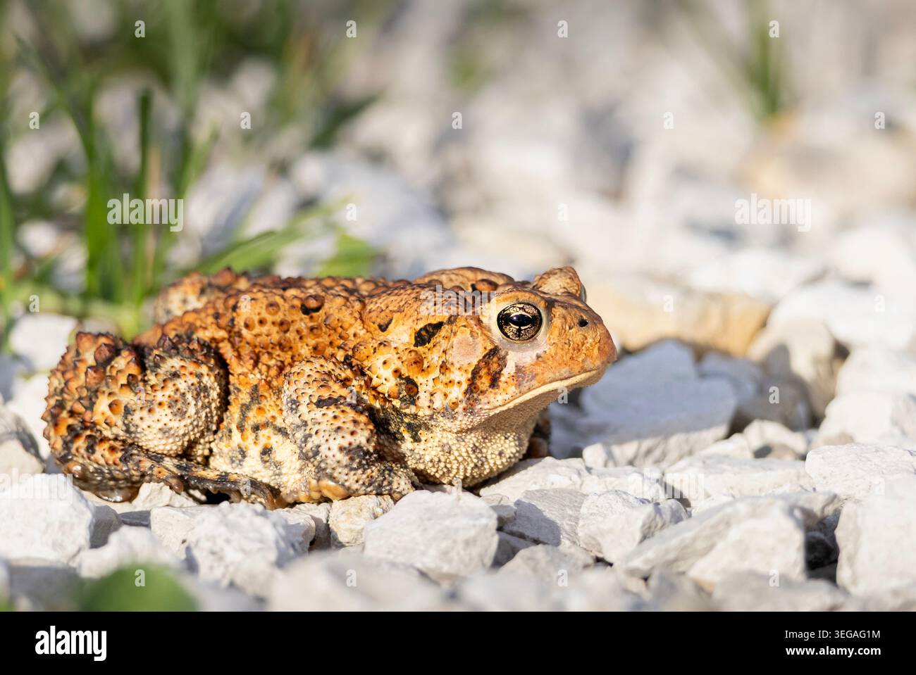 Amerikanische Kröte (Anaxyrus americanus), Nahaufnahme Stockfoto