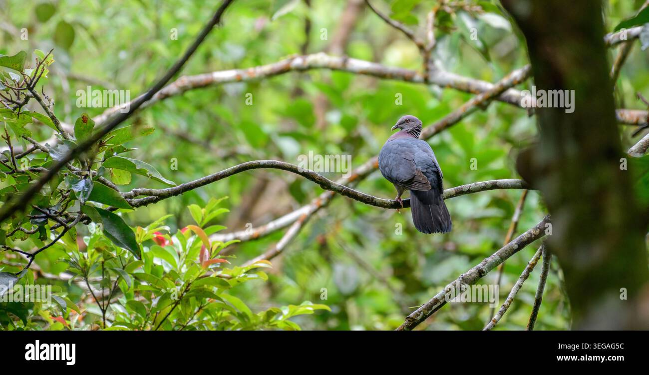Die Sri-lankische Holztaube hockte auf einem Ast im Sinharaja-Regenwald. Endemischer Zuchtvogel in Sri Lanka. Stockfoto