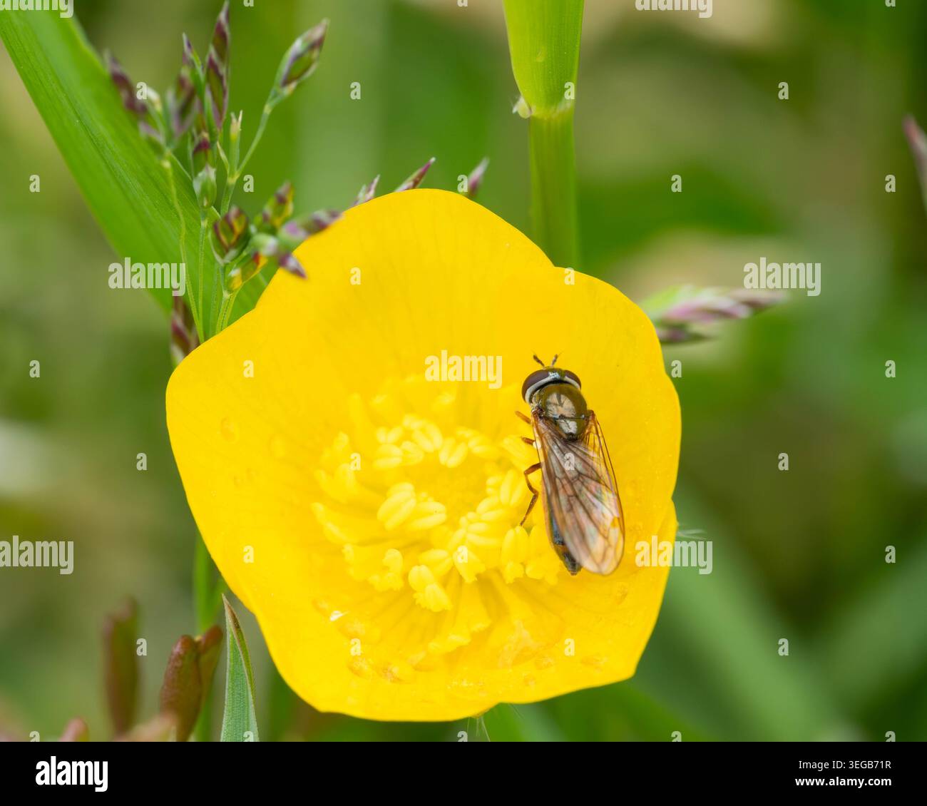 Biodiversität - Hoverfly in a Yellow Flower sammelt Pollen. Hochwertige Fotos Stockfoto