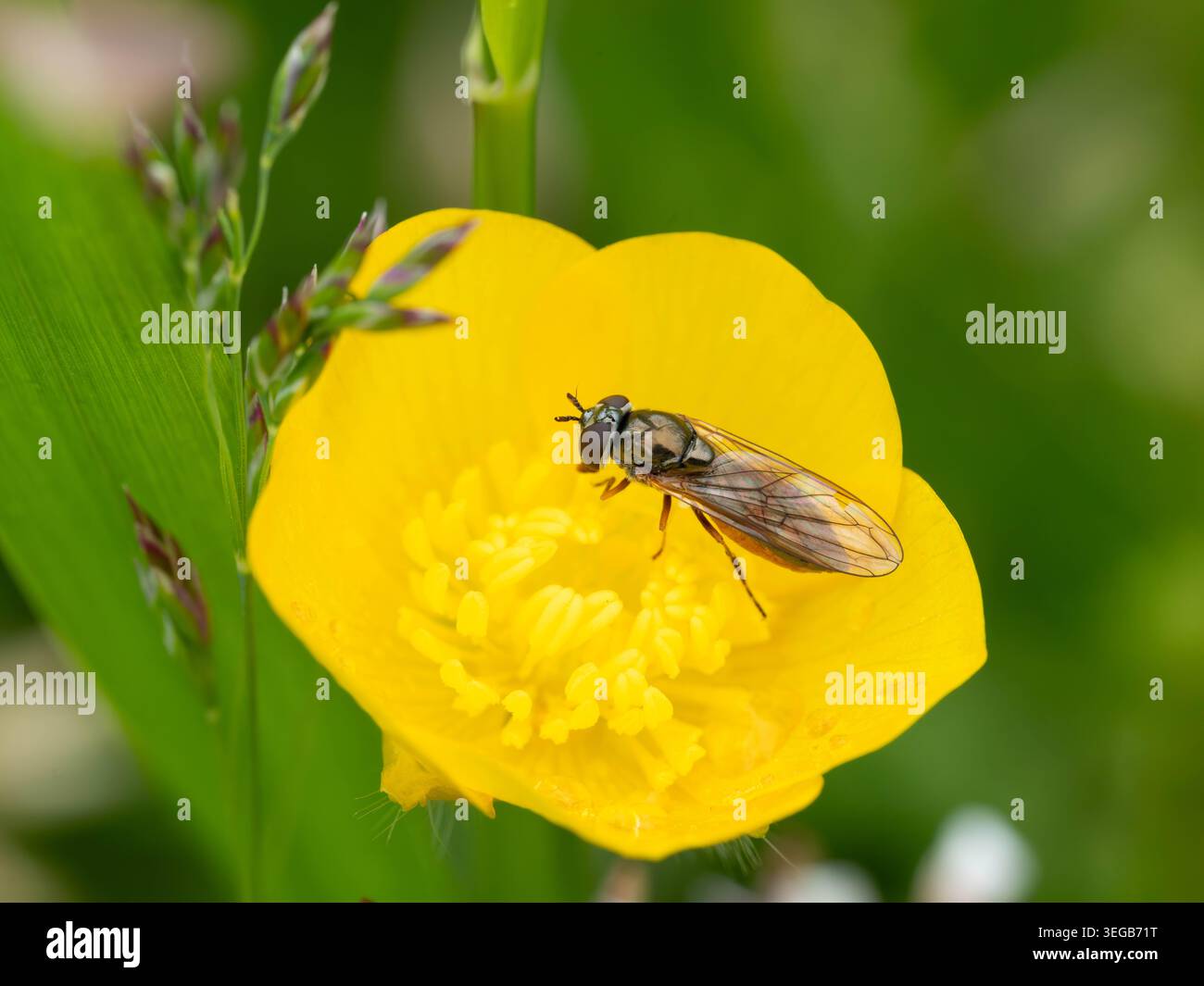 Biodiversität - Hoverfly in a Yellow Flower sammelt Pollen. Hochwertige Fotos Stockfoto