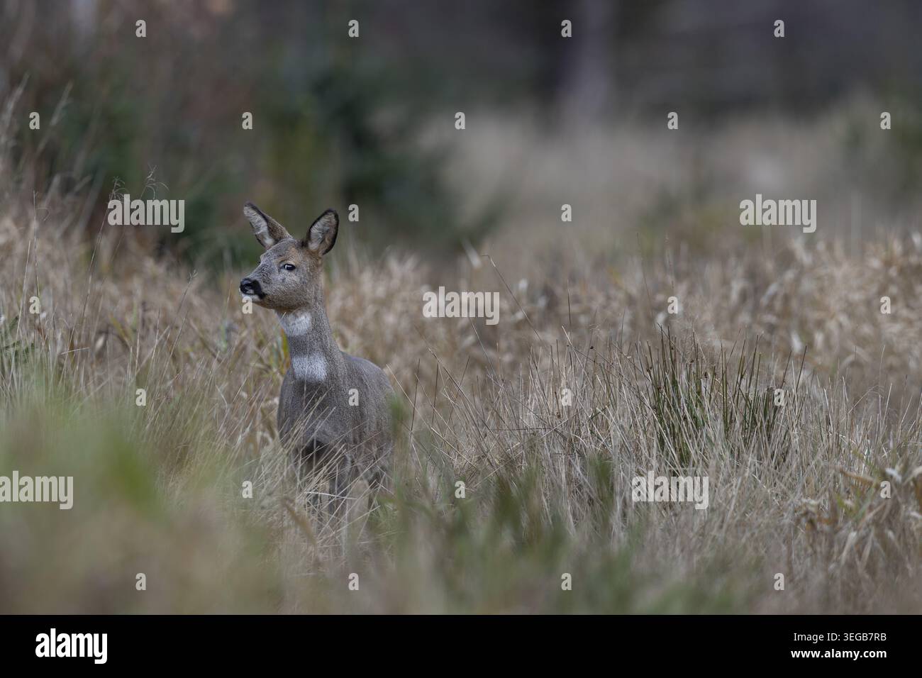 Die Hirschkuh (Capreolus capreolus) kann mich nicht sehen, also versucht sie, meinen Duft zu fangen, indem sie ihren Kopf dreht, neugierig, Wintermantel, November, Deutschland Stockfoto