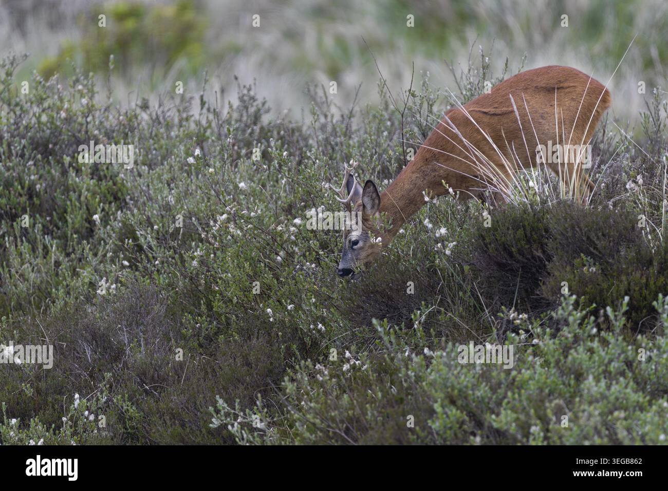 Ein rehbock (Capreolus capreolus) weidet in der Nähe einer Straße, nach den ersten Bildern bin ich überrascht, dass es nicht allein ist, Heide, Sommer coa Stockfoto