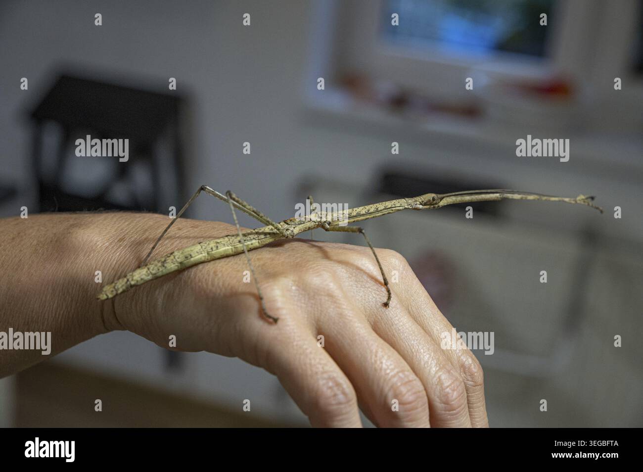 Ein Walkingstock oder Stockinsekte, die Phasmatodea auf einer Hand ruhen Stockfoto