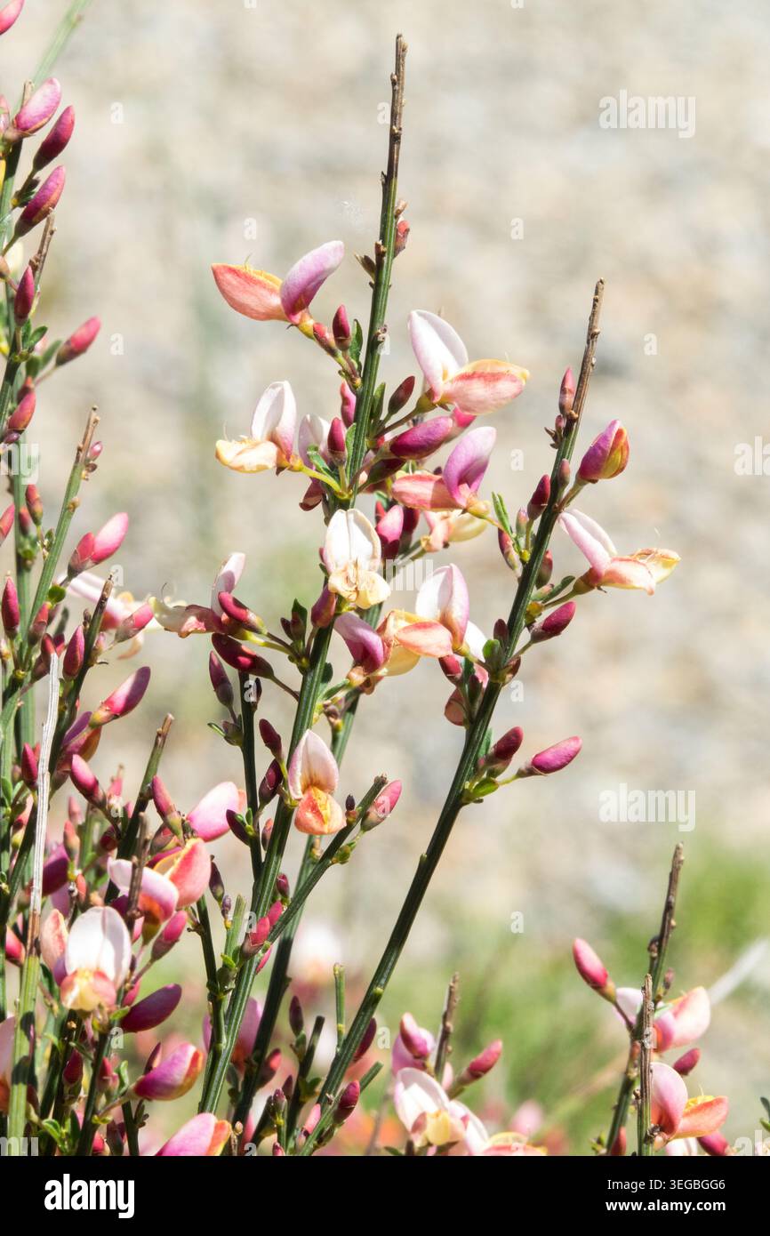Cytisus praecox „Hollandia“ Stockfoto