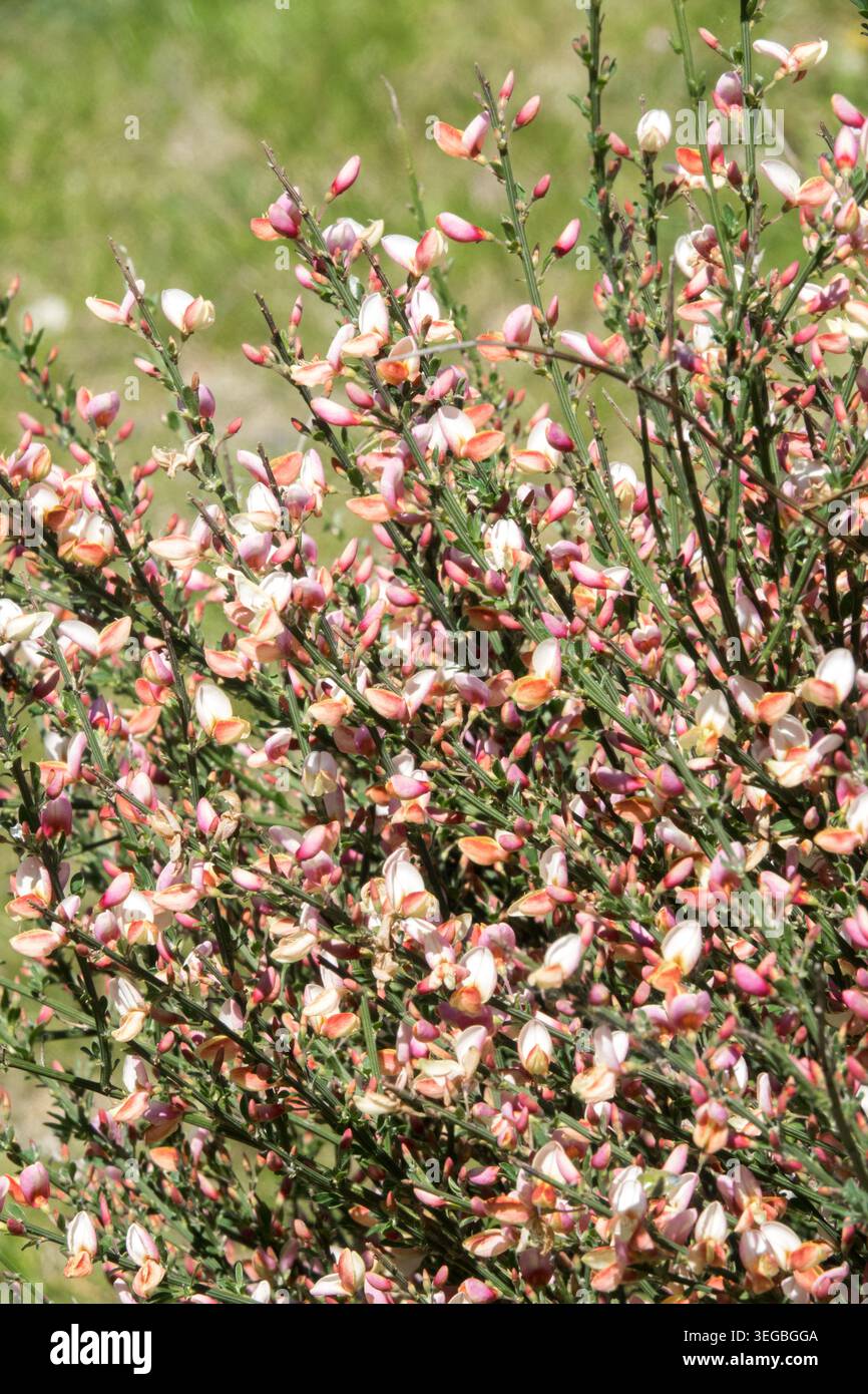 Cytisus praecox „Hollandia“ Stockfoto