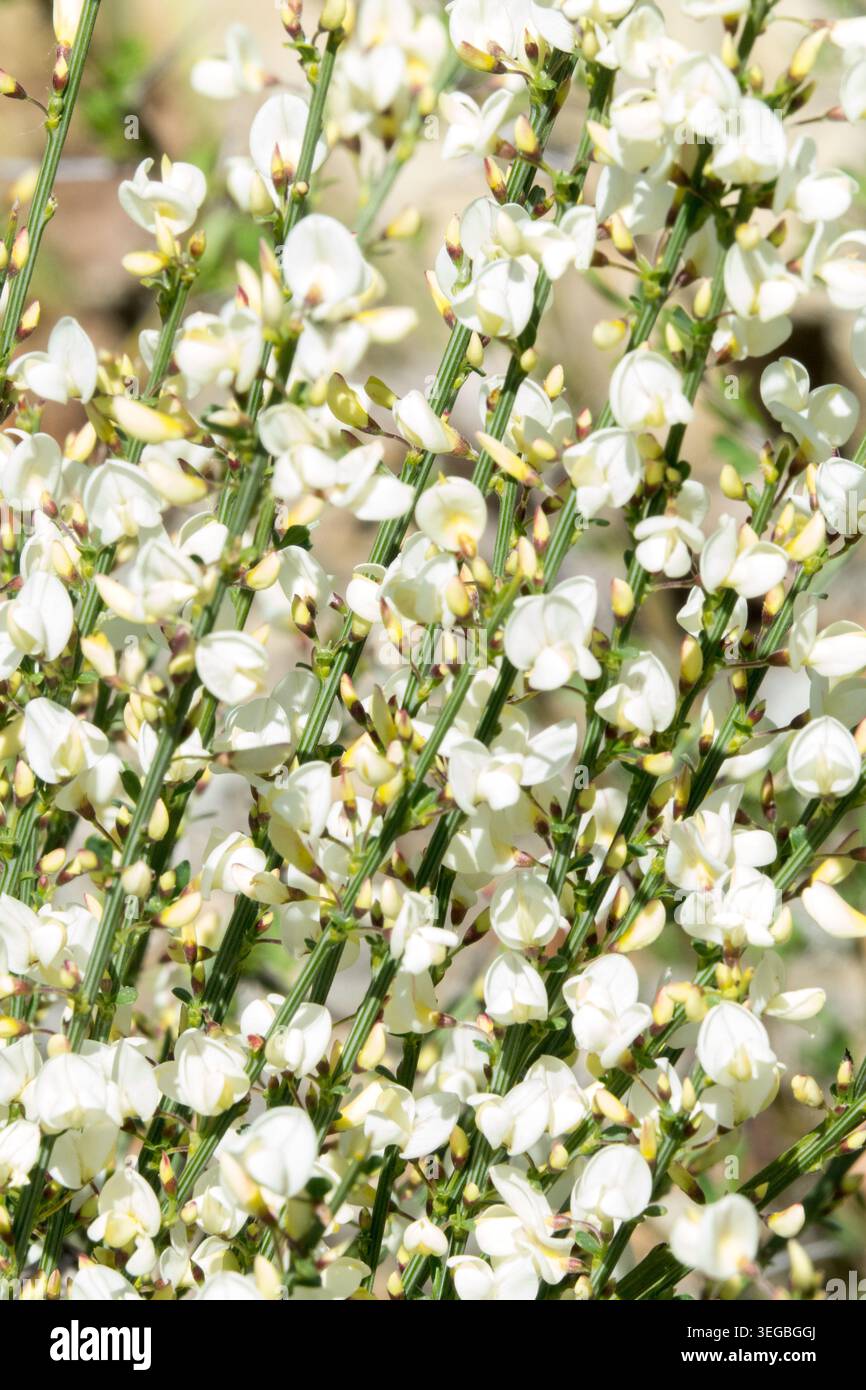 Cytisus X praecox Albus Stockfoto