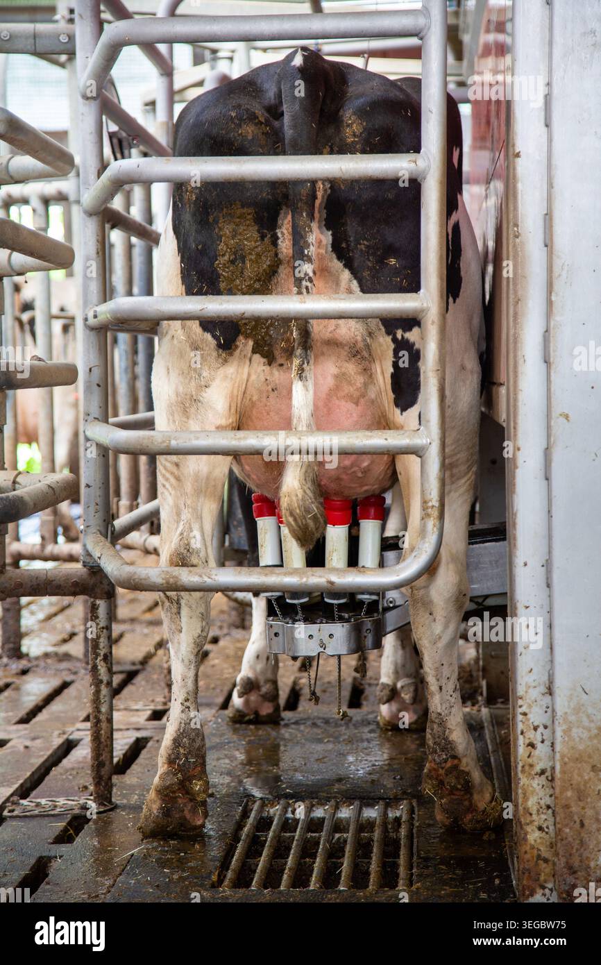 Gefleckte schwarz-weiße Kuh in der Melkmaschine der niederländischen Farm in den niederlanden Stockfoto