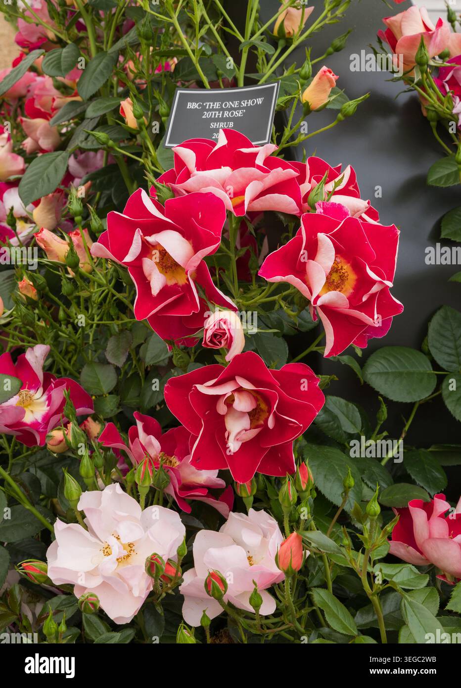 One Show 20th Jubiläum Rose von Peter Beales Roses, auf der Chelsea Flower Show 2026 Stockfoto