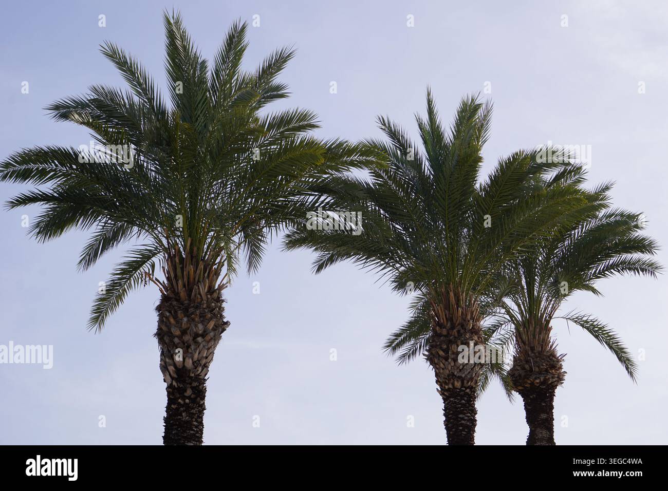 Drei tropische und exotische Palmen mit grünen Palmenblättern auf ihren Baumkronen stehen vor einem hellblauen Sommerhimmel am Strand. Stockfoto