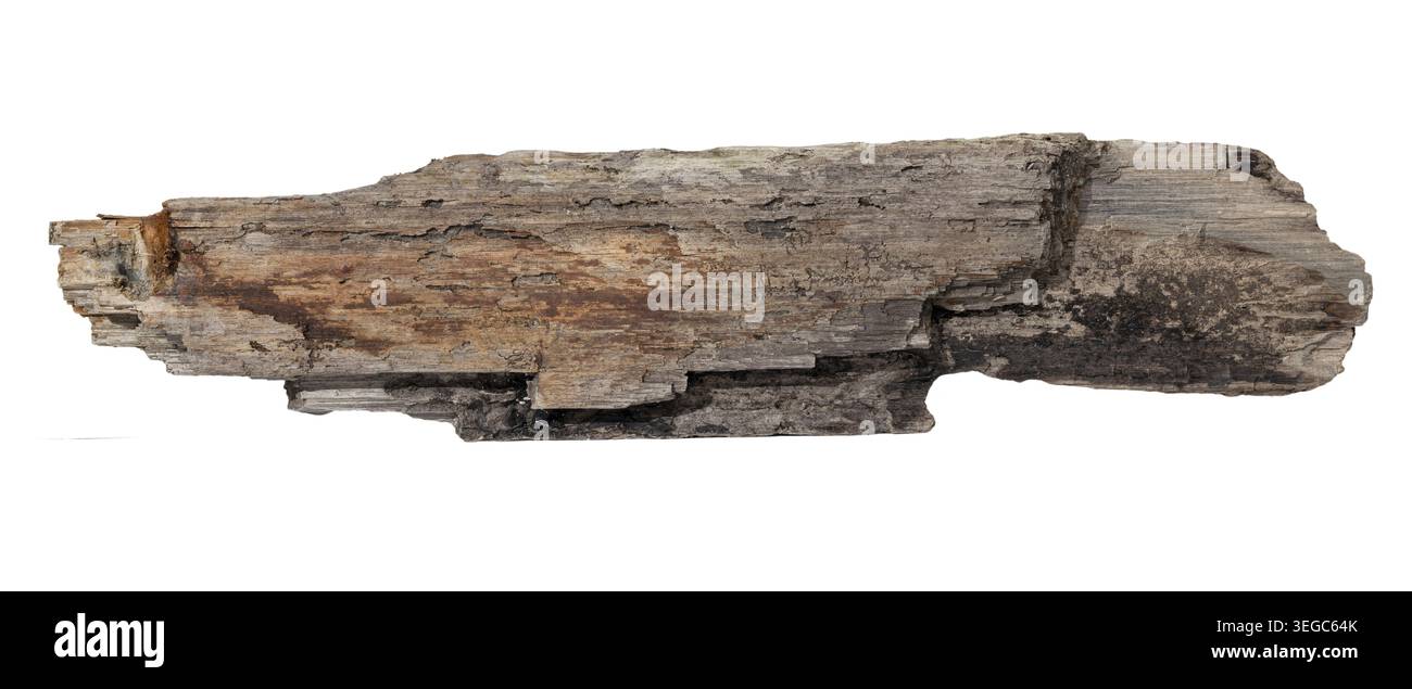 Seeschwalben Holzplanke isoliert auf weißem Hintergrund. Vorlagenmodell Stockfoto
