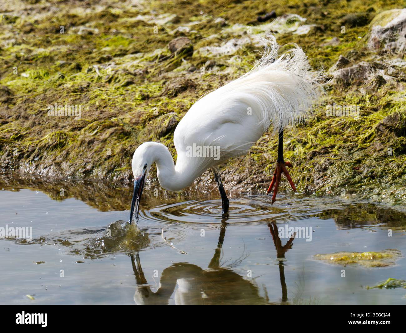 Ein kleiner Egret, Egretta garzetta in Zuchtgefieder am Conder Pool in der Nähe von Lancaster, Lancashire, Großbritannien. Stockfoto