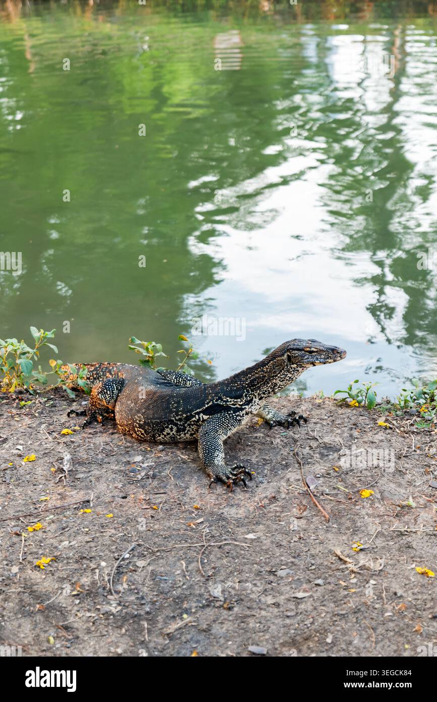 Asian Water Monitor Eidechse oder Varanus Salvator, im Lumphini Park in der Innenstadt von Bangkok. Stockfoto