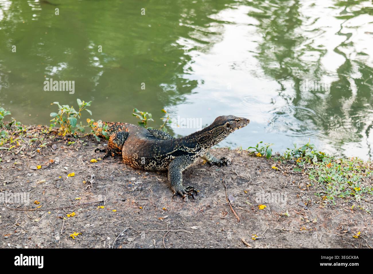 Asian Water Monitor Eidechse oder Varanus Salvator, im Lumphini Park in der Innenstadt von Bangkok. Stockfoto