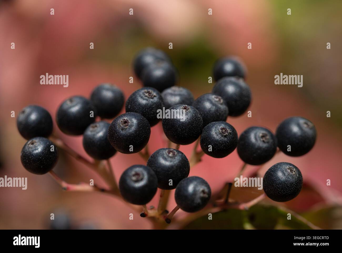 Nahaufnahme reifer Beeren von Cornus sanguinea (blutroter Hartholz), die im Herbst wachsen. Im Hintergrund rote Blätter, gefärbt durch den Herbst. Stockfoto