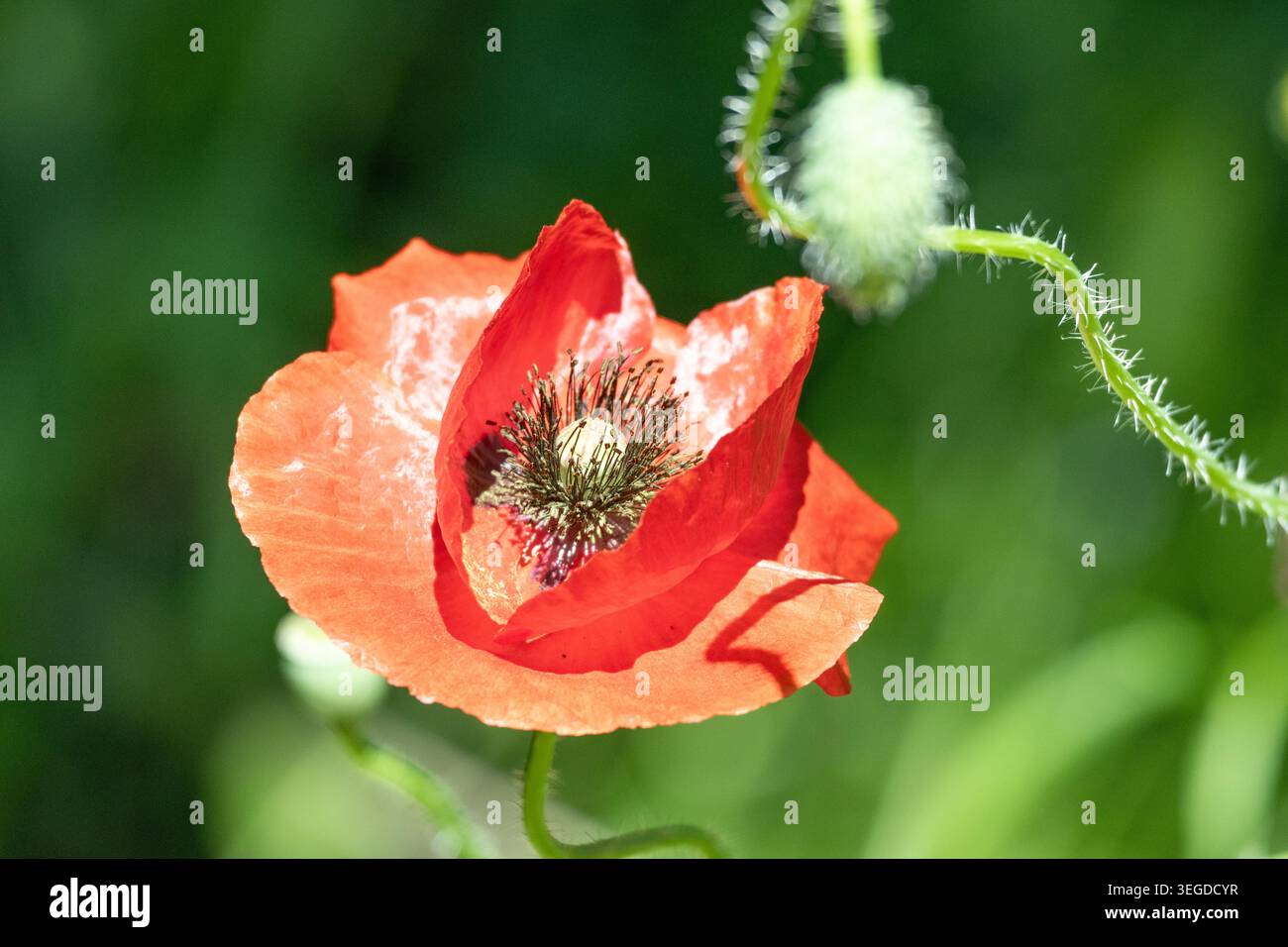 Flandern Mohn Stockfoto