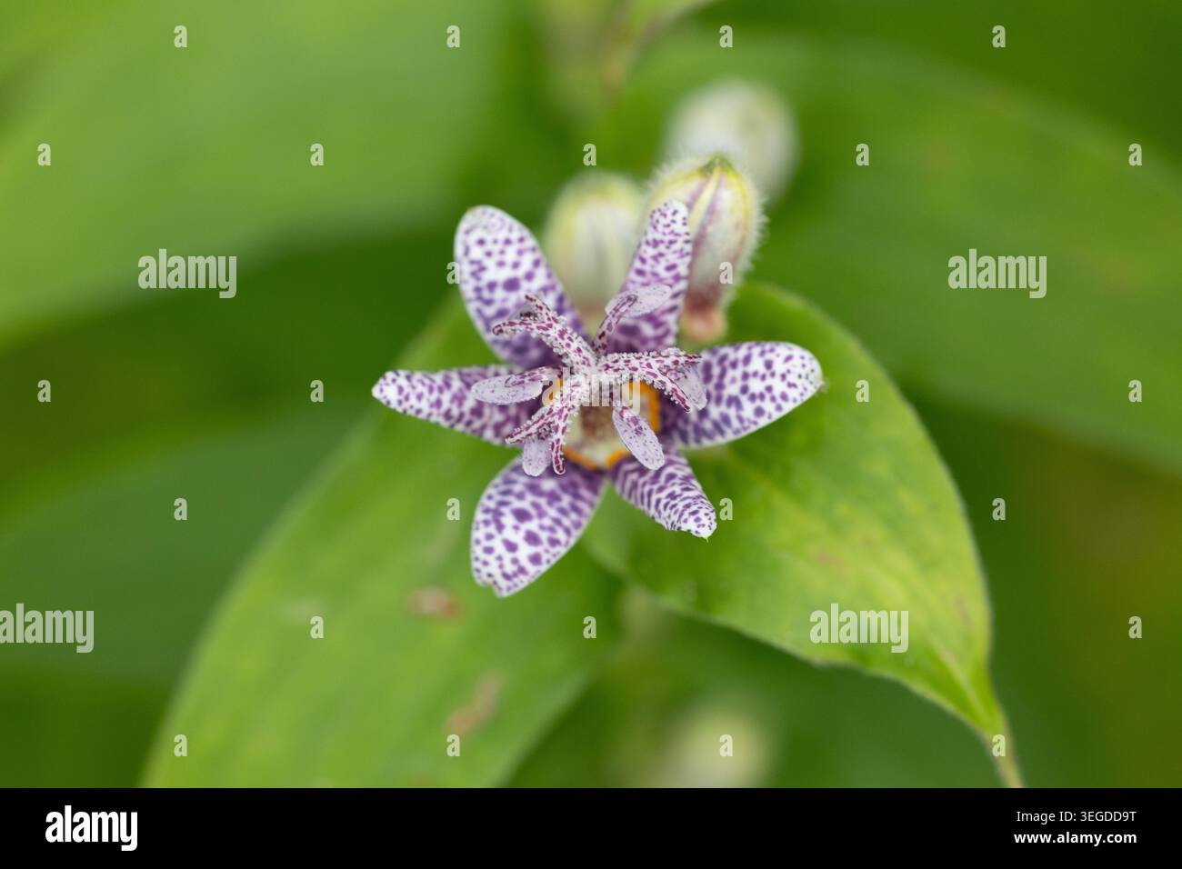 Japanische Krötenlilie (Tricyrtis hirta) Stockfoto