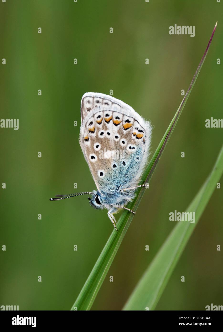 Gewöhnliches Blau auf Gras. Harewood Common, Andover, Hampshire, England. Stockfoto