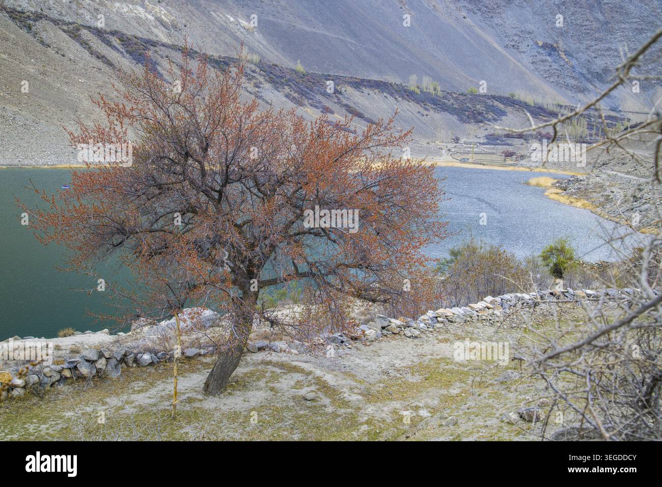 Blick auf einen blühenden Baum mit orangefarbenen Blumen mit Blick auf einen türkisfarbenen See und steile felsige Berghänge in Gilgit-Baltistan, Pakistan. Stockfoto
