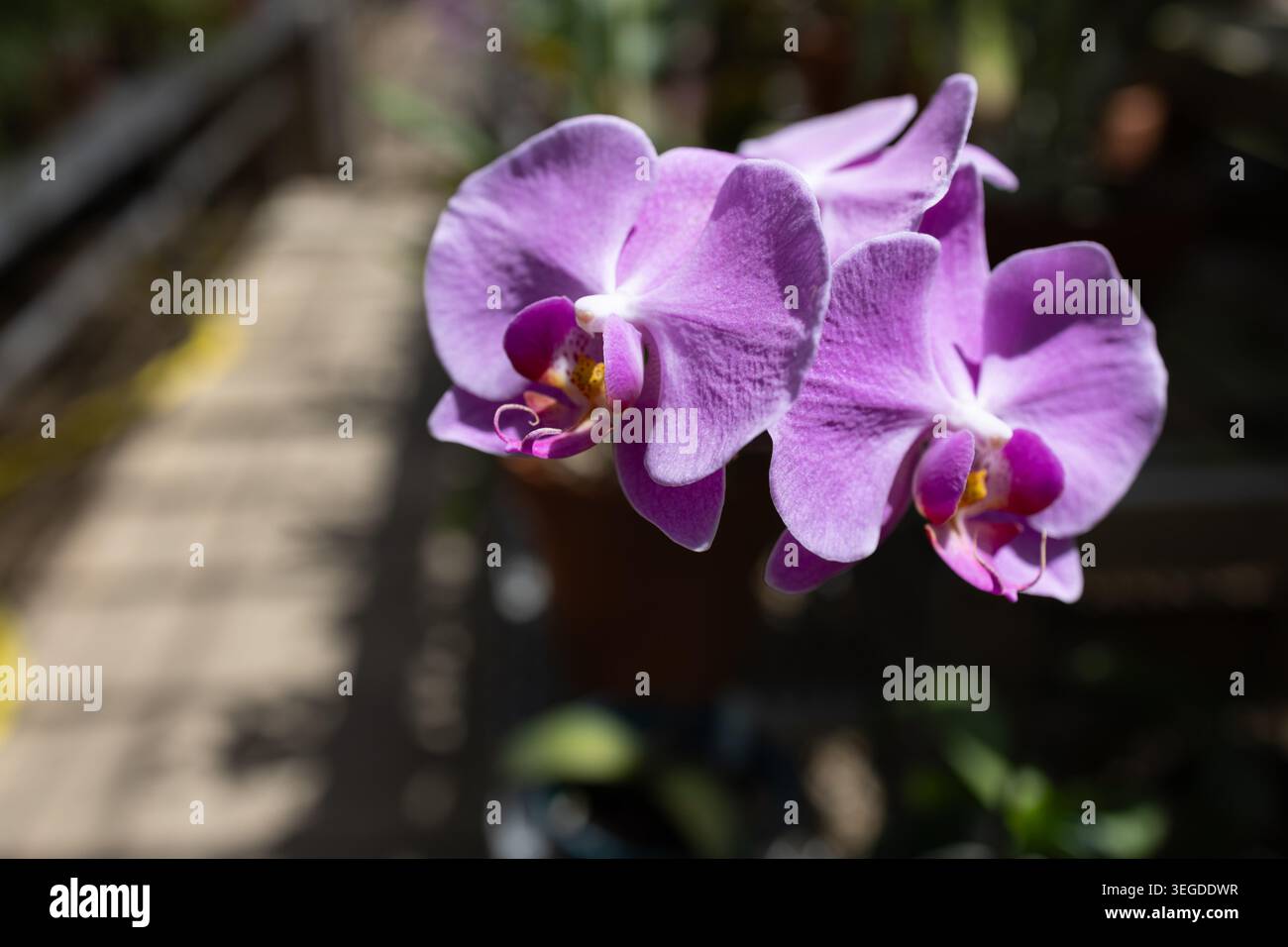 Pinkfarbene Phalaenopsis-Orchidee mit Peperomia-Akzent Stockfoto