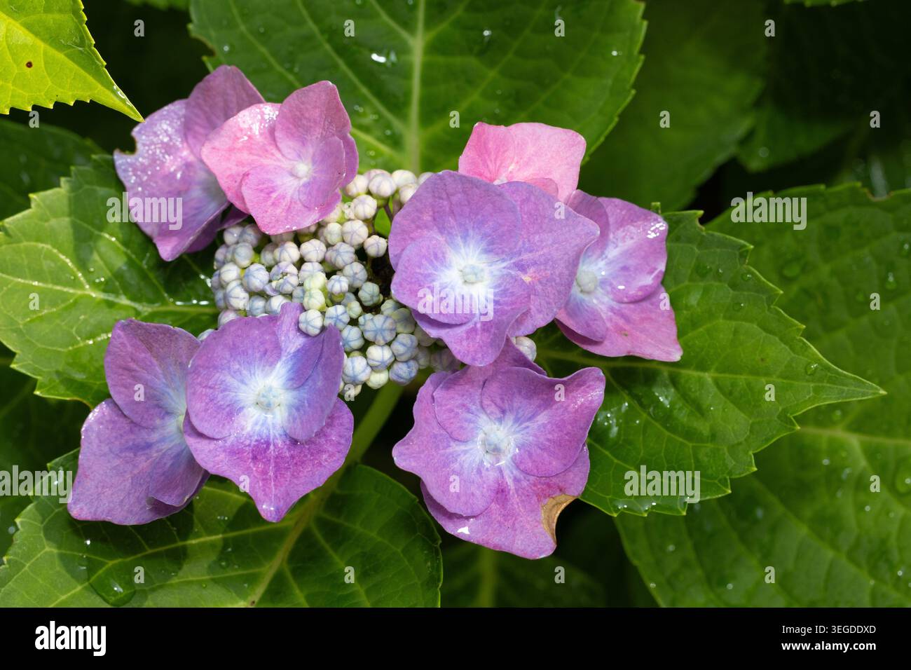Lacecap Hortensien (Hydrangea macrophylla) Stockfoto