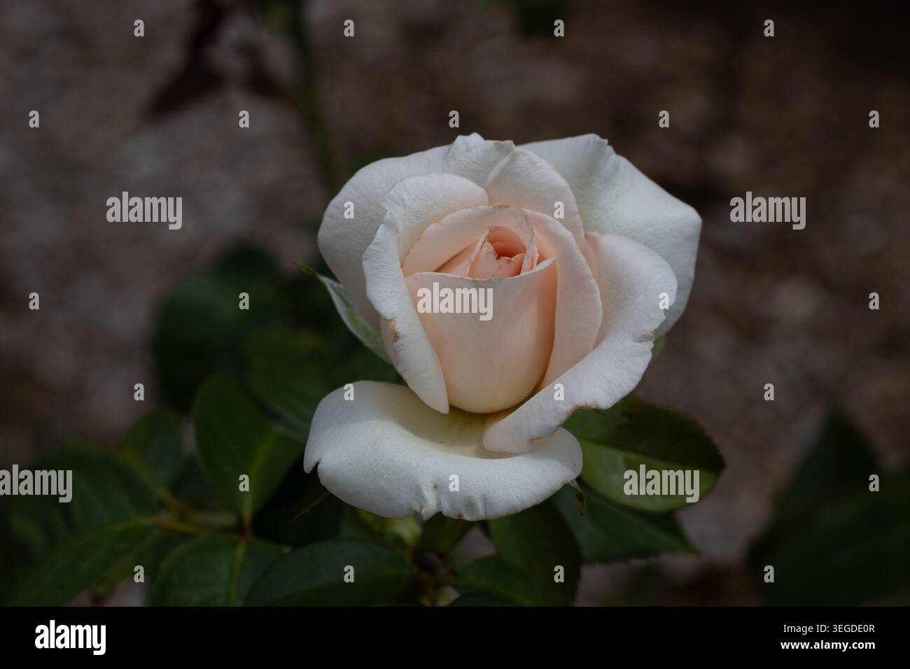 Easy Spirit Floribunda Rose Stockfoto