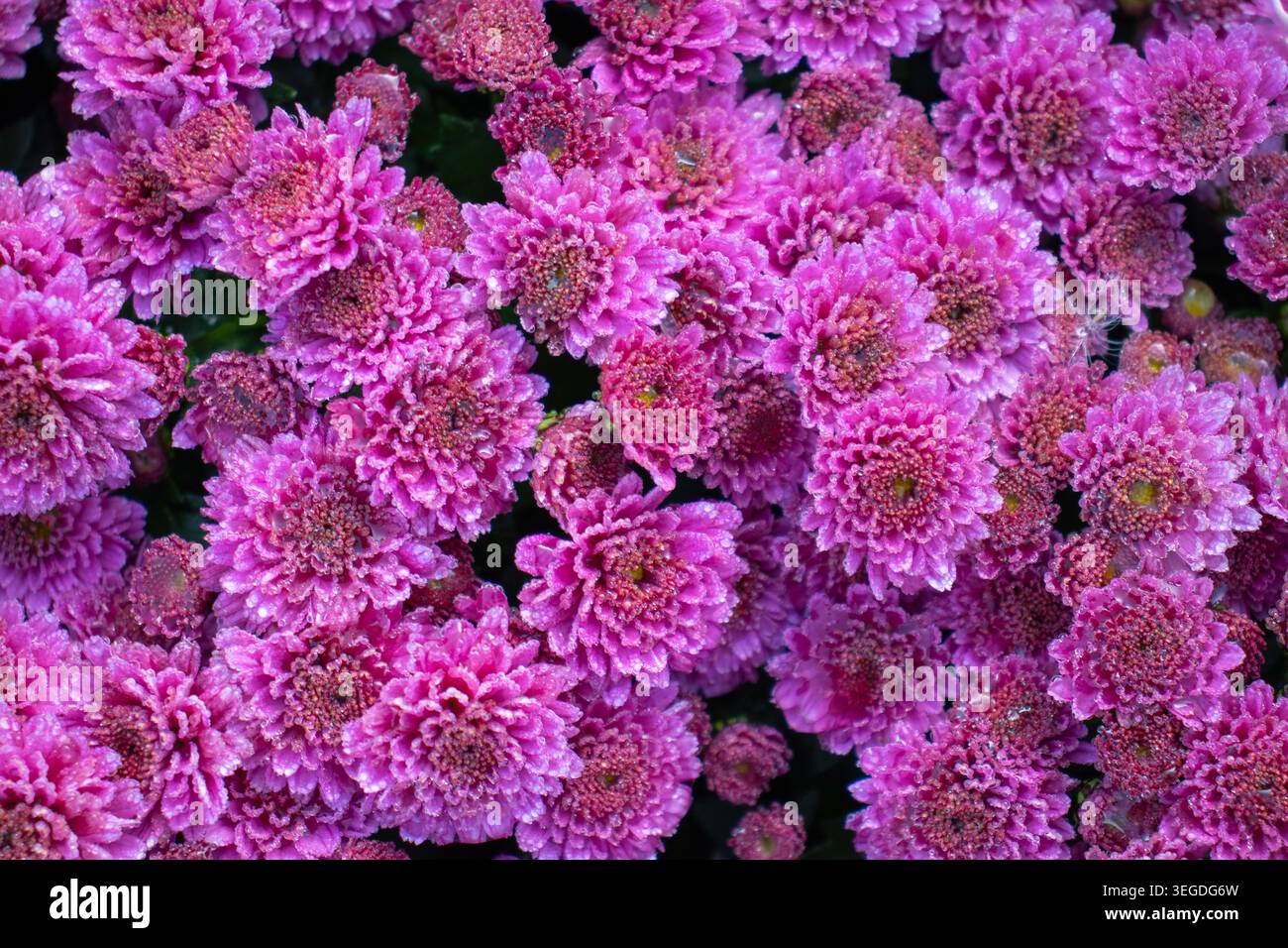 Danielle Purple Chrysantheme Stockfoto
