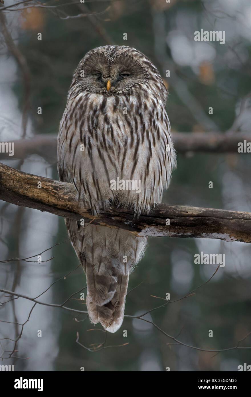 Müde aussehende Eule in einem rumänischen Wald Stockfoto