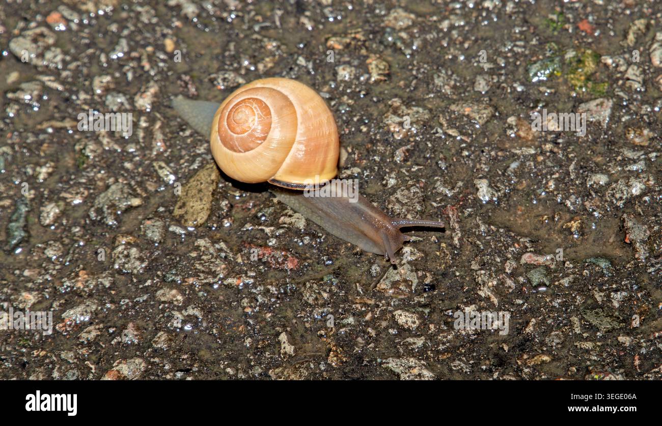 Schnecke kriecht über den Asphalt Stockfoto