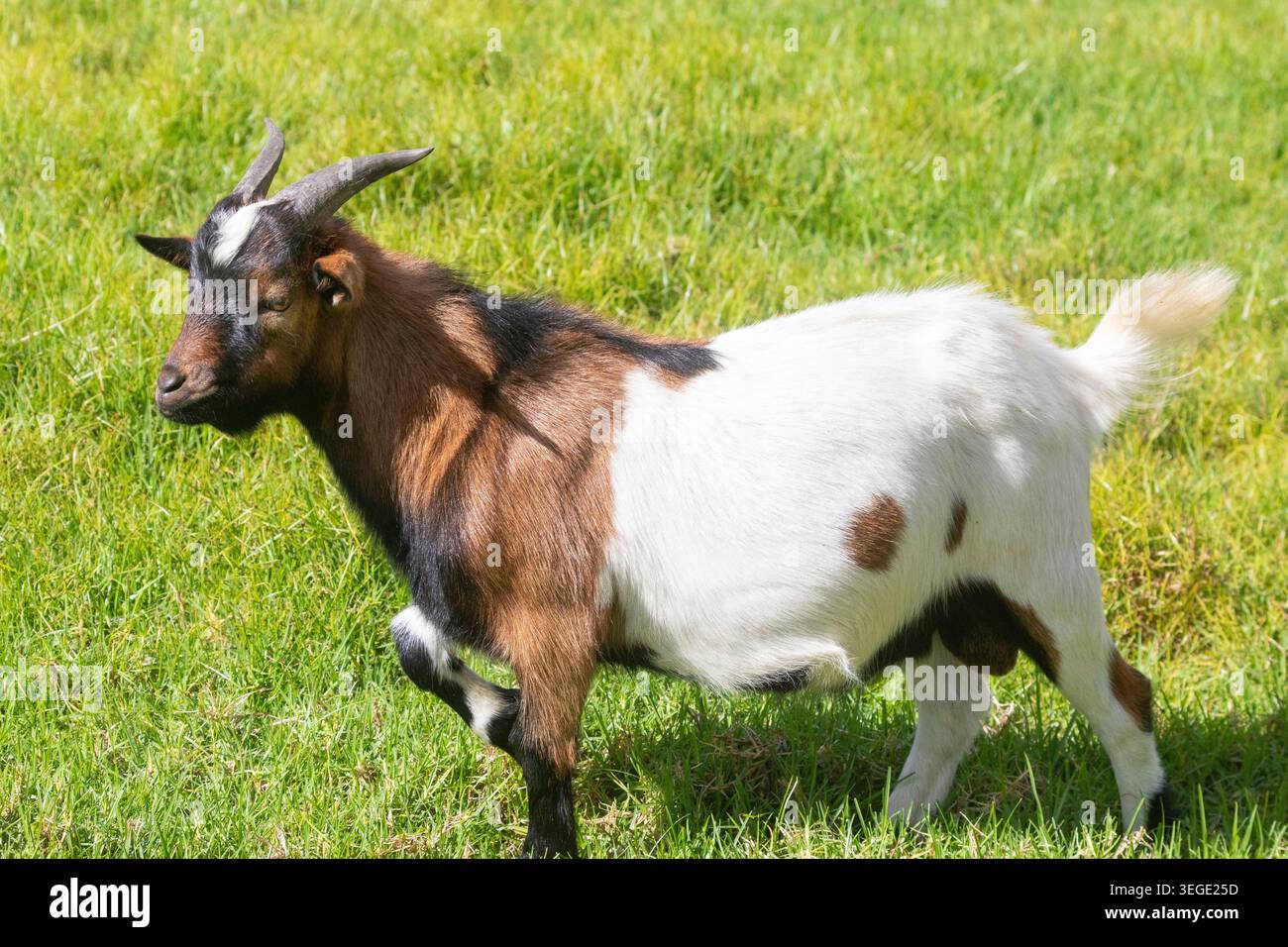 Acht Monate alter junger Widder afrikanische Zwergziege, Zwergziege, Miniatur-Ziege auf dem Bauernhof Stockfoto