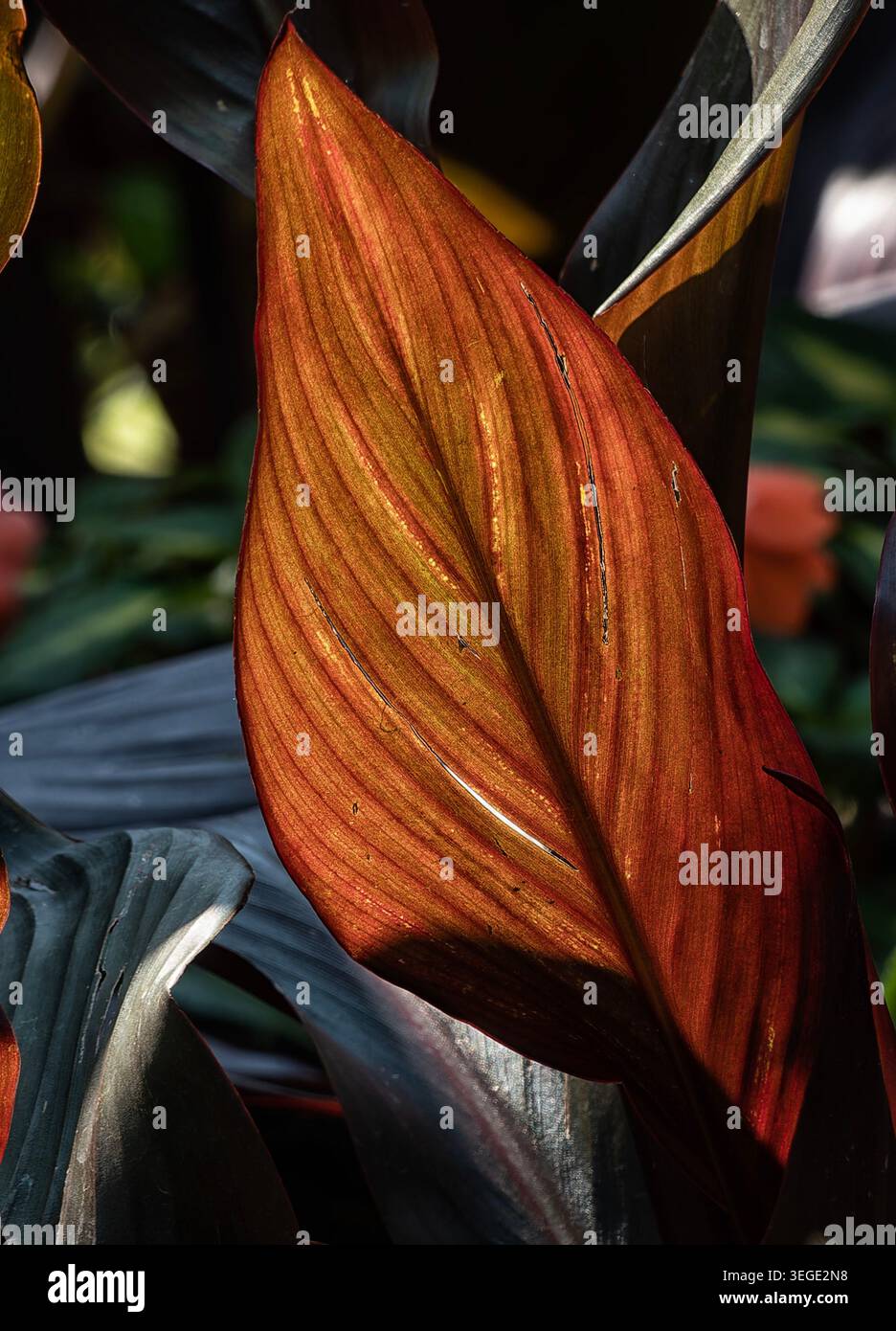 Brillant gefärbte große Cannablätter. Stockfoto